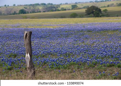 Pasture Full Of Blue Bonnet Flowers In Central Texas