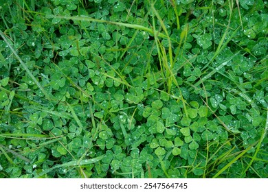 pasture and grasses growing on a regenerative agricultural farm. native plants storaging carbon in australia  - Powered by Shutterstock