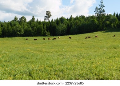 A pasture with grazing cows in spring. In the background a forest. Seen on the Olavsweg a pilgrimage route from Oslo to Trodheim near Jessheim in the province of Viken. Norway. - Shutterstock ID 2239723685
