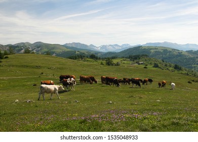 Pasture in Les Launes near Valberg, South of France