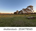 Pasture paddock with old trough and treeline