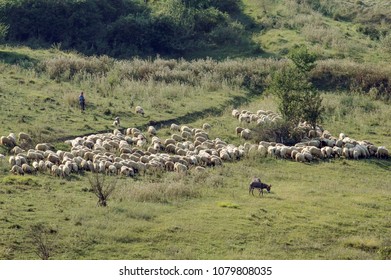 Pasture Takes Care About Sheep Heard In The Field.