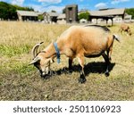 The pastures of Billings Farm and Museum in Woodstock, Vermont, provide a picturesque backdrop as goats leisurely graze and roam, creating a charming scene that embodies the rural beauty of the area