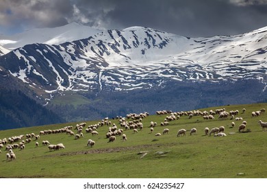  The Pastures Of Tusheti (Georgia)