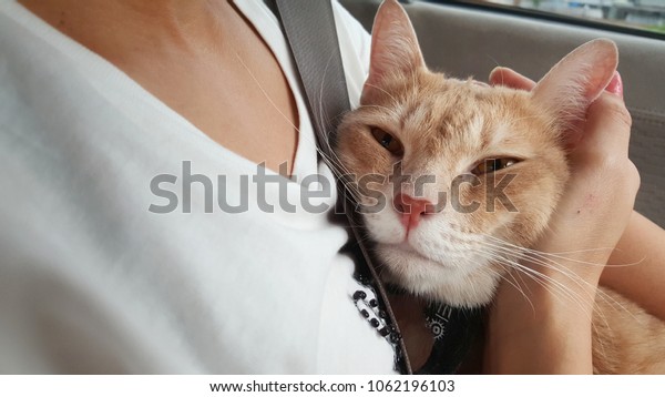 Pat and\
hug a orange cat in car during traffic\
jam.
