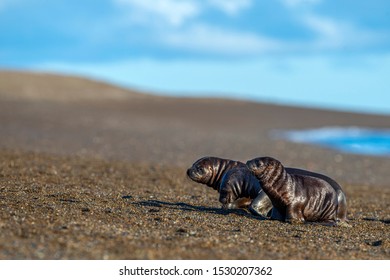 Patagonia Sea Lion Portrait Seal While Running On The Beach