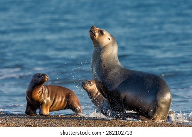 Patagonia Sea Lion Portrait Seal While Running On The Beach