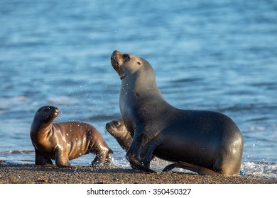 Patagonia Sea Lion Portrait Seal On The Beach