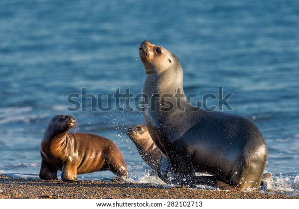 patagonia sea lion portrait seal while running on\
the beach