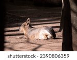 Patagonian cavy is a large rodent species that can be found in central and southern Argentina. The Patagonian cavy has long legs that allow it to reach speeds upwards of 20-25 mph