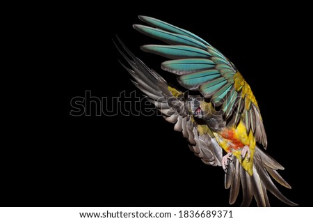 patagonian conure show his wings - beauty free fly parrot