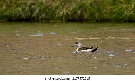 Patagonian Crested Duck - Lophonetta specularioides specularioides From Southern Chile, Southern Argentina Falkland Islands - Shutterstock ID 2177572515
