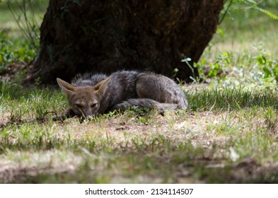 1,009 Baby coyote Images, Stock Photos & Vectors | Shutterstock