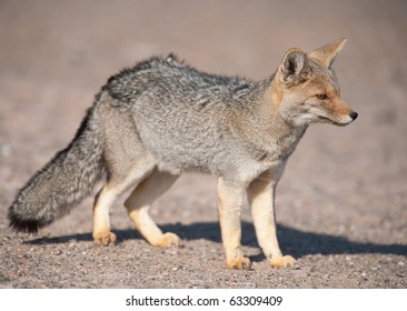 Patagonian  Grey Fox (Dusicyon Culpaeus) In Desert Landscape.