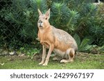 A Patagonian mara calmly sits on grass beside a wire fence