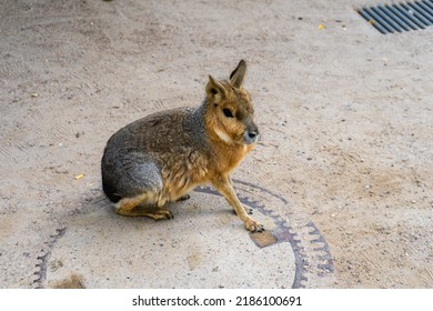 Patagonian mara, a cute animal that looks like a rabbit, kangaroo and deer. 