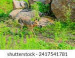 The Patagonian mara Dolichotis patagonum is a relatively large rodent in the mara genus Dolichotis. It is also known as the Patagonian cavy or Patagonian hare