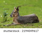 Patagonian Mara, Dolichotis patagonum. These large relatives of guinea pigs are common in the Patagonian steppes of Argentina but live in other areas of South America as well such as Paraguay.