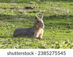 Patagonian Mara, Dolichotis patagonum. These large relatives of guinea pigs are common in the Patagonian steppes of Argentina but live in other areas of South America as well such as Paraguay.