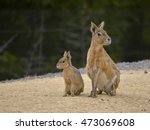 Patagonian mara and young (Dolichotis patagonum) seated on sand