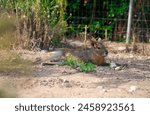 Patagonian mara at the zoo. Dolichotis patagonum.