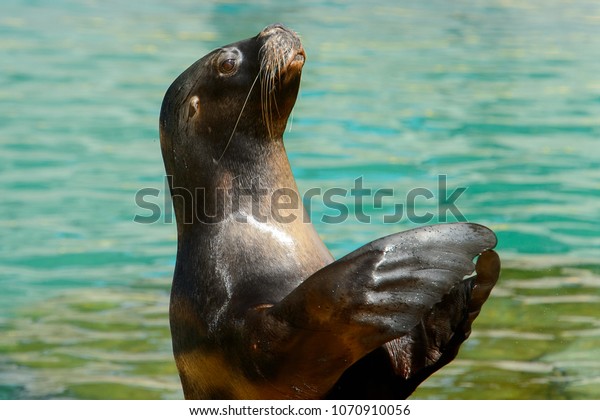 https://image.shutterstock.com/image-photo/patagonian-sea-lion-claps-hands-600w-1070910056.jpg