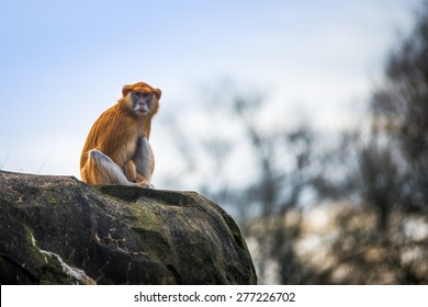 Patas Monkey