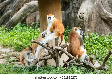 Patas Monkey