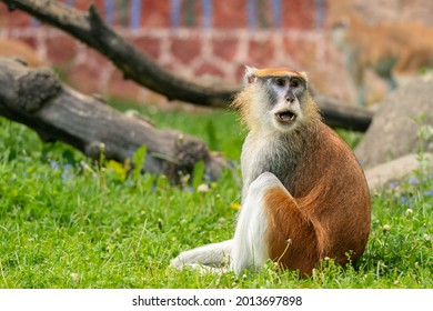 The patas monkey (Erythrocebus patas) in grass, also known as the wadi monkey or hussar monkey, is a ground-dwelling monkey distributed over semi-arid areas of West Africa, and into East Africa. 