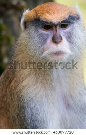 Similar – Image, Stock Photo Berber monkey Circus Zoo