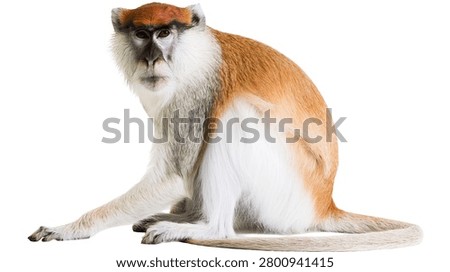 Patas monkey sitting with reddish brown fur and white facial features