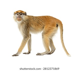 Patas Monkey Standing Alert Full Body Side View Isolated On White Background