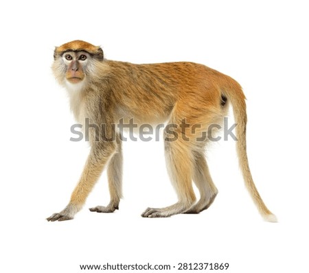 Patas Monkey Standing Alert Full Body Side View Isolated On White Background