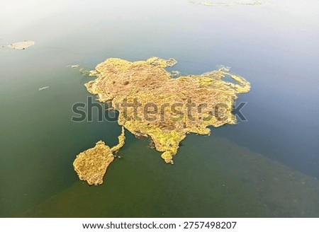 A patch of algae in the shape of a continent floats in the river water 