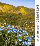 A patch, of baby blue eyes, in the Temblors; Carrizo, Plain, super bloom