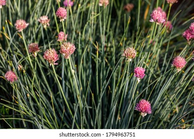 Patch with blooming garlic. Vegetable growing in garden or farm
