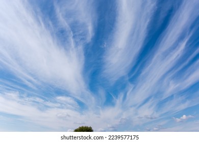 Patch of blue sky covered with cirrus clouds type of Cirrus fibratus above the tree top at autumn day - Shutterstock ID 2239577175