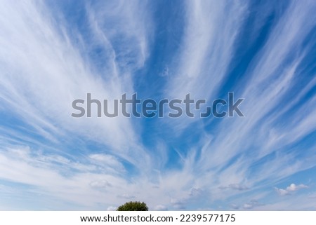 Patch of blue sky covered with cirrus clouds type of Cirrus fibratus above the tree top at autumn day
