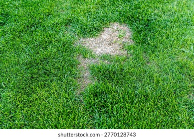 A patch of brown grass on a vibrant green lawn, highlighting the contrast between healthy grass and dry areas. This image reflects lawn care and maintenance challenges.