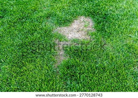 A patch of brown grass on a vibrant green lawn, highlighting the contrast between healthy grass and dry areas. This image reflects lawn care and maintenance challenges.