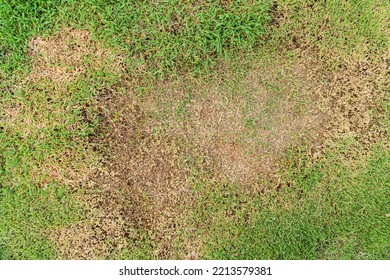 A patch is caused by the destruction of fungus Rhizoctonia Solani grass leaf change from green to dead brown in a circle lawn texture background dead dry grass. Dead grass of the nature background.