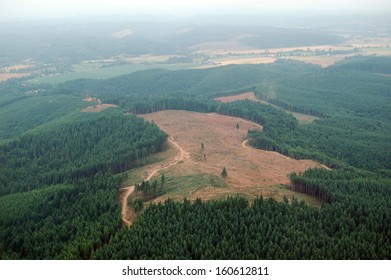 A patch of clearcut logging in the Douglas Fir forests of western Washington state.