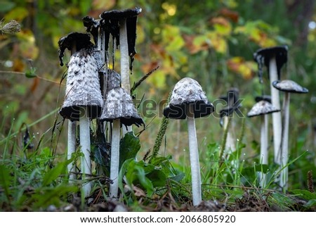 Patch of Coprinus Comatus wild Mushrooms in south France