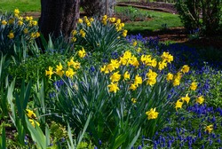 A Patch Of Daffodils And Grape Hyacinth