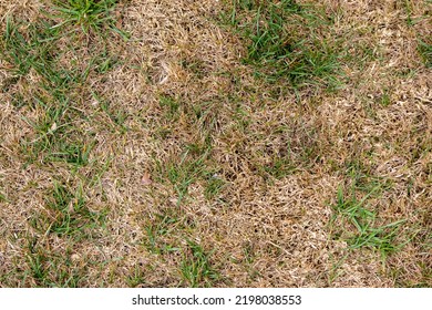 Patch Of Dead And Alive Grass