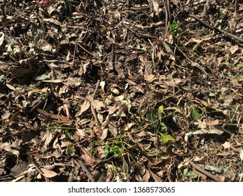 47 Eucalyptus Mulch Images, Stock Photos & Vectors | Shutterstock