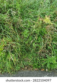 A patch of dense roadside vegetation with overgrown grass, weeds, and scattered leaves along the edge of a paved surface. The mix of green, yellow, and brown tones creates a natural, textured scene that highlights the diversity of unmanaged plant growth in an outdoor environment.