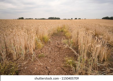 Patch of dry cracked ground in a Barley crop field