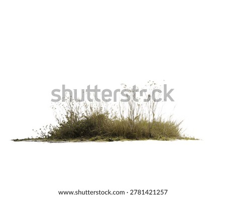 A patch of dry, withered brown grass and thin weeds, cleanly isolated against a transparent or white background setting