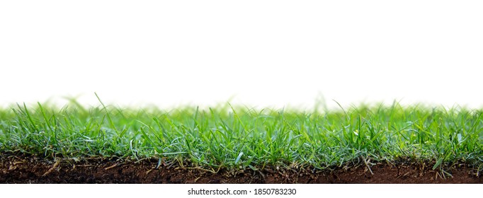 Patch of fresh green grass sod planted with angle showing roots in dirt and copy space in white background. - Shutterstock ID 1850783230